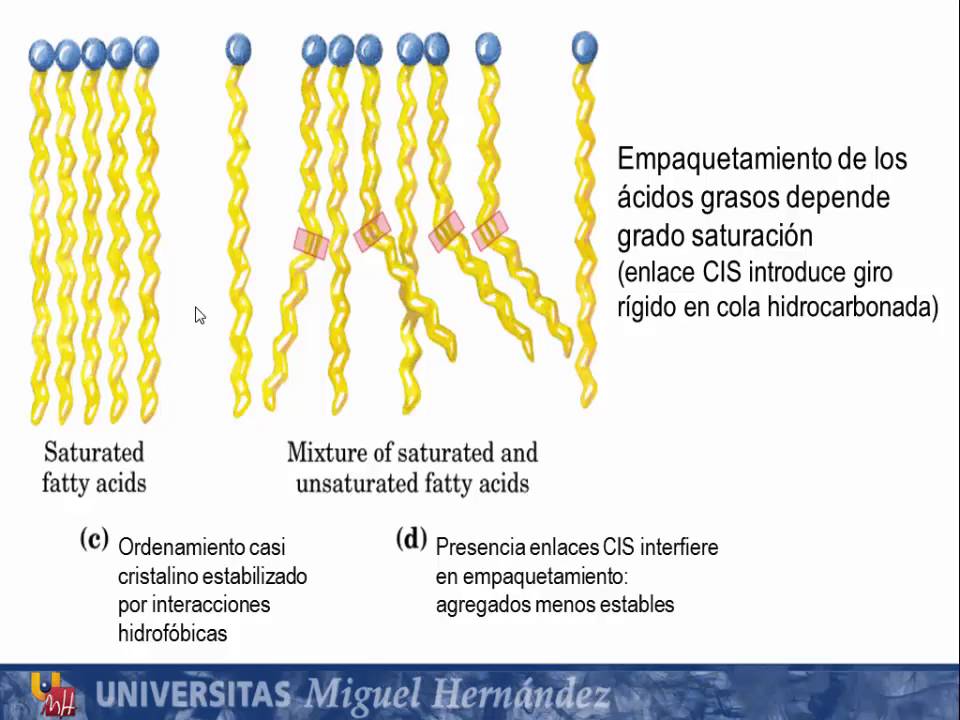 Tema 4.1 Clasificación, estructura y propiedades de los lípidos. S1 Lípidos Simples (umh1163)