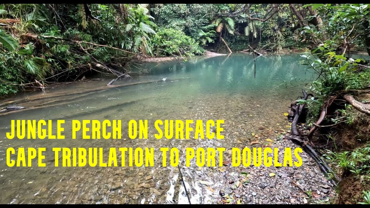 Jungle Perch: Daintree to Port Douglas