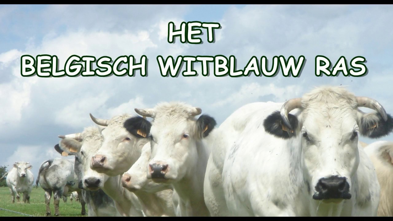 Belgisch Witblauw Ras