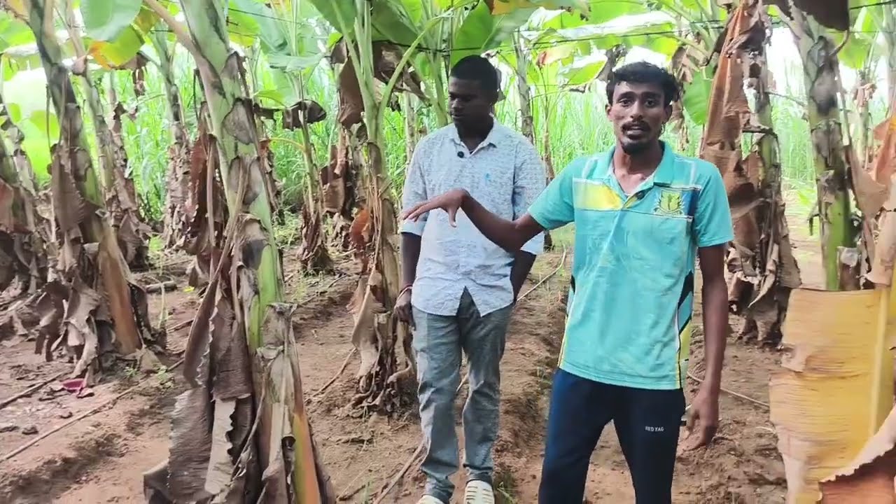 🔥இனிமே விவசாயம் பன்ர விடியோ நம்ம Chanel la வரும்👍  #farming #minivlog #village #villagelife #love
