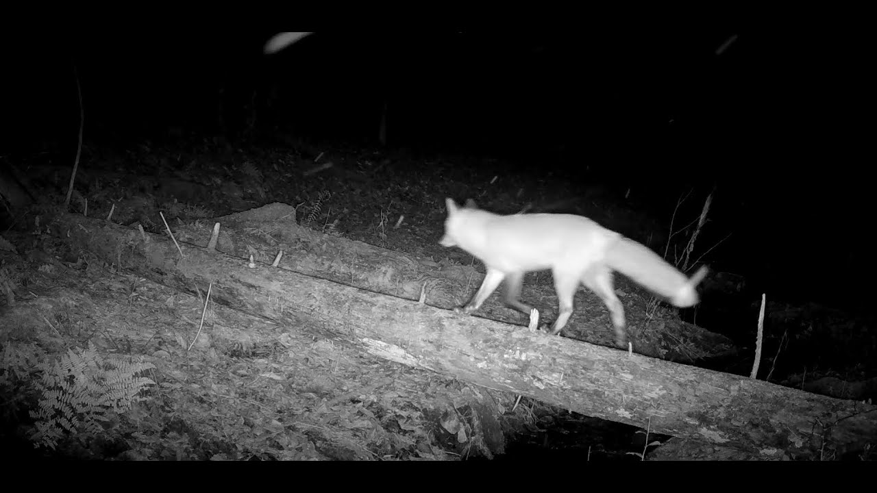 Streambed Wildlife: Deer, Raccoons, Mink, Fox
