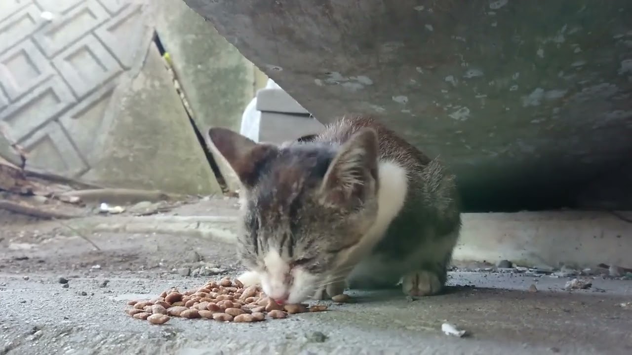 灰白ちゃんを保護するまでのお話