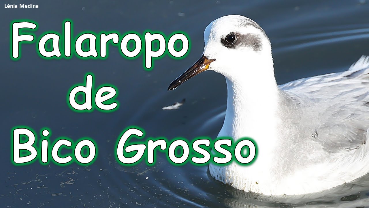 Falaropo-de-bico-grosso (Phalaropus fulicarius) - Algarve - Portugal