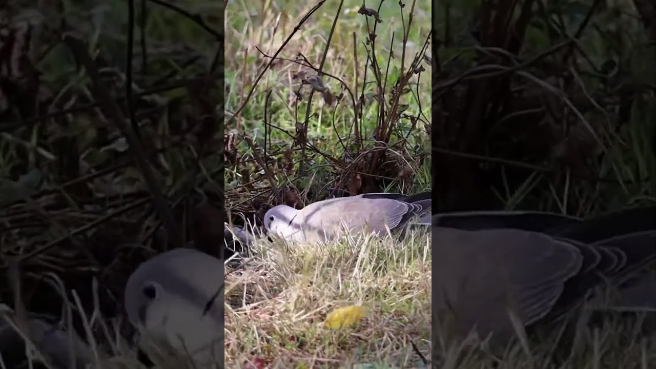British Garden Birds - Eurasian Collared Dove 
