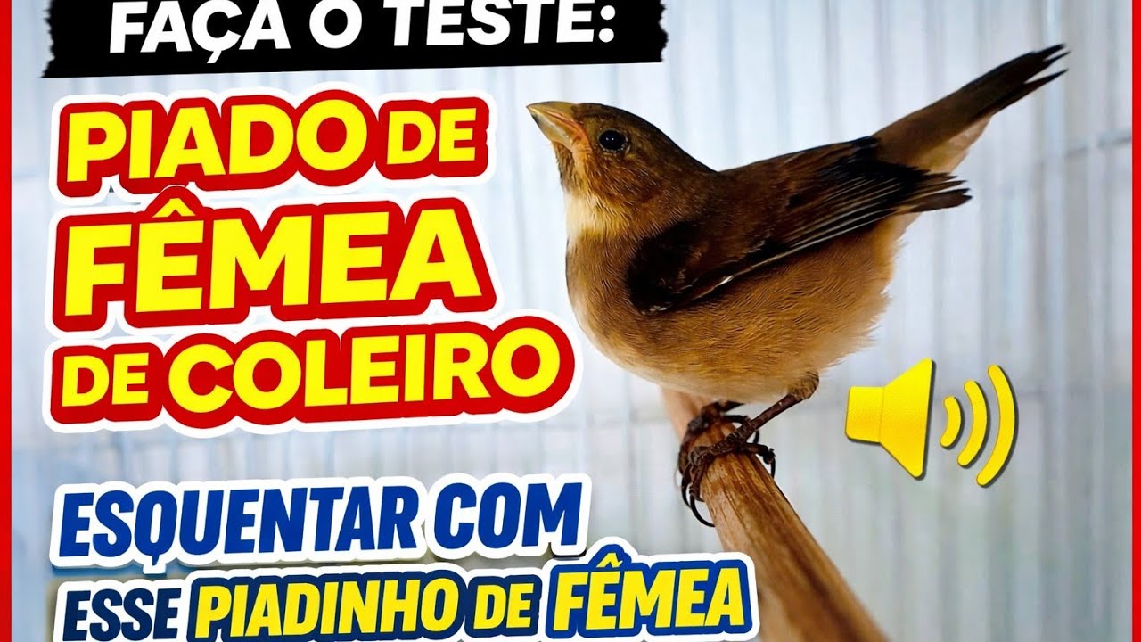 Faça o Teste Piado de Fêmea De Coleiro Esquentar Com Esse Piadinho De Fêmea de Coleiro