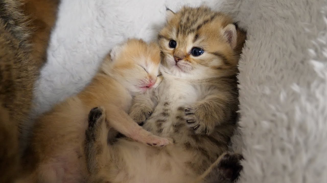 Mimi's baby kitten seems to adore Choco the kitten!