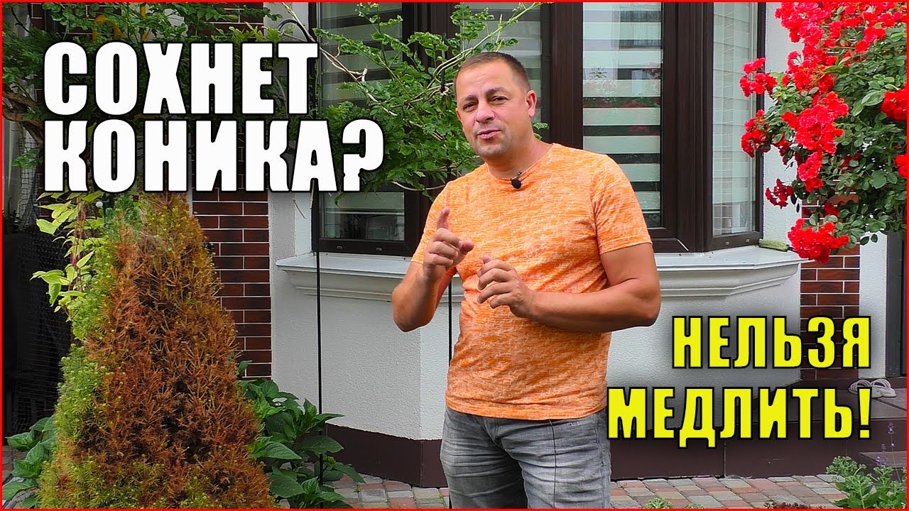 Ель коника пожелтела хвоя. Как определить? Что делать? Вредители ели.