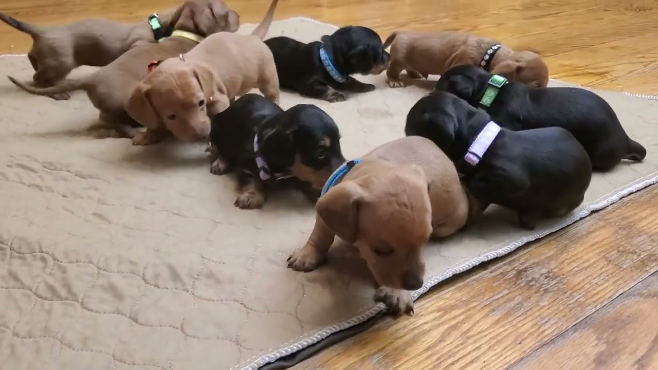 Cinder & Raya's Winter 2024 Litters meet for the first time
