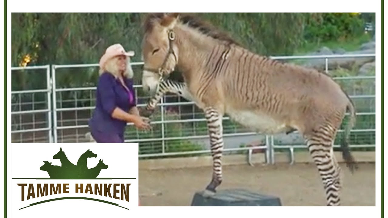 Wilde Kreuzung aus Zebra & Esel: Tamme sieht Besitzerin in Gefahr! | Tamme Hanken | Kabel Eins