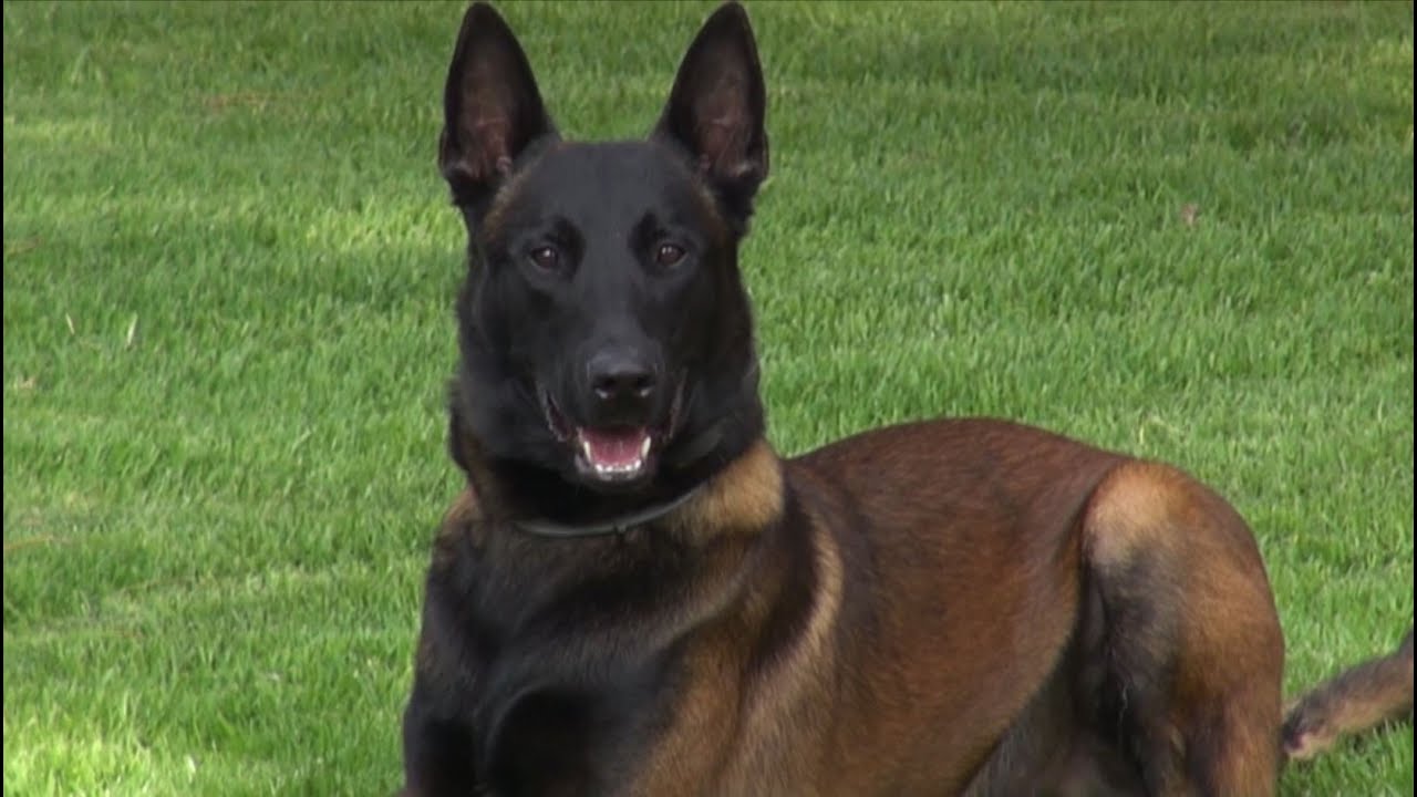 Como escoger un buen perro Belga Malinois
