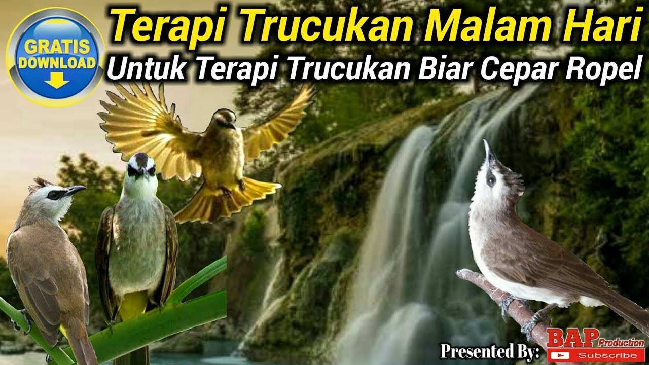 TERAPI BURUNG TRUCUKAN MALAM HARI