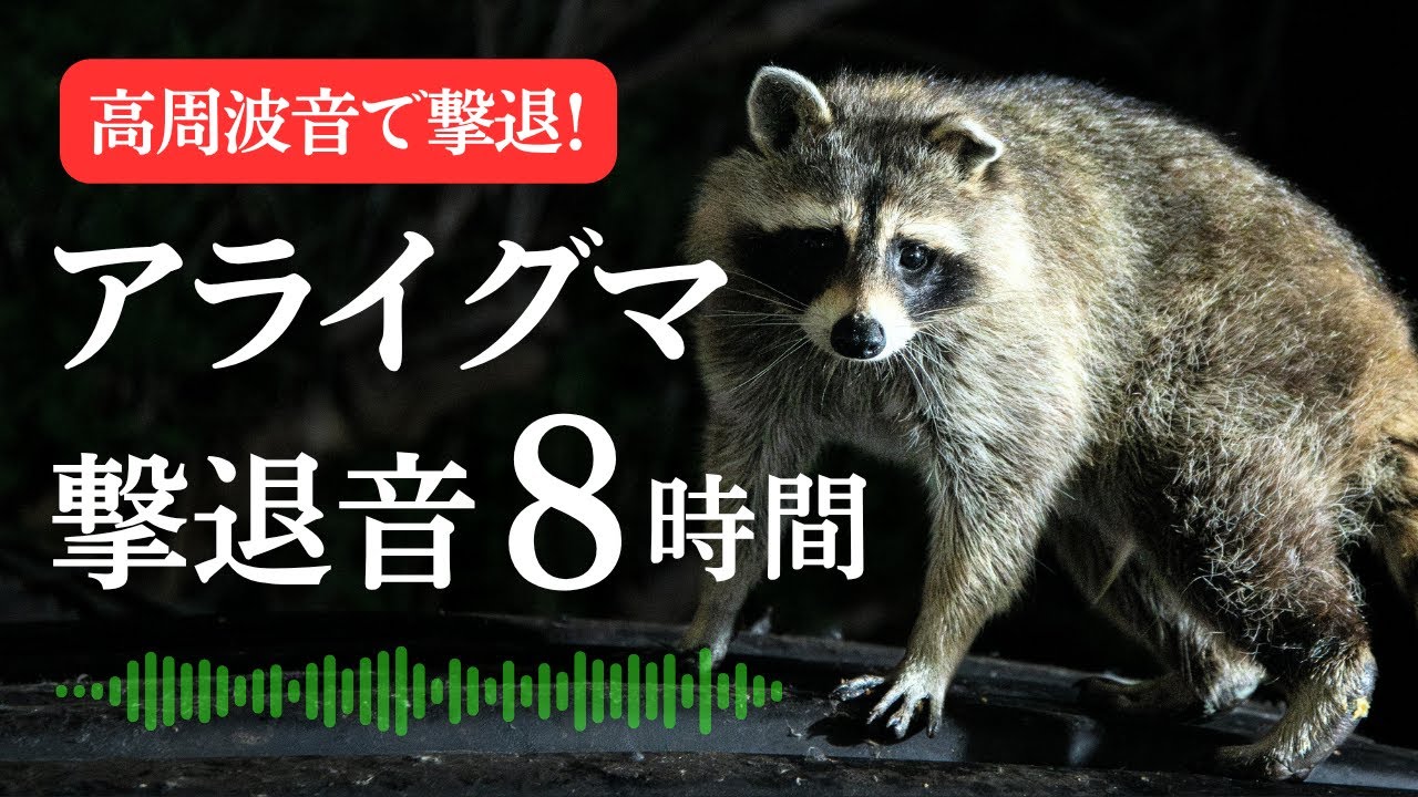 アライグマ撃退音(8時間)。アライグマが嫌がる高周波音。都市部で急増中のアライグマ忌避音