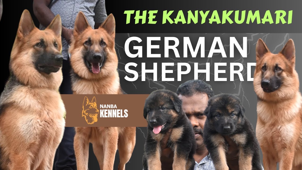 German Shepherd kanyakumari | Nagercoil | Trivandrum | Tamilnadu | Kerala - Nanba Kennels