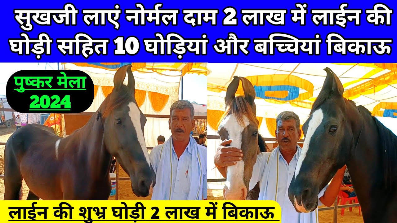 सुखजी लाएं नोर्मल दाम 2 लाख में लाईन की घोड़ी सहित 10 घोड़ियां बिकाऊ। Pushkar horse Mela 2024।