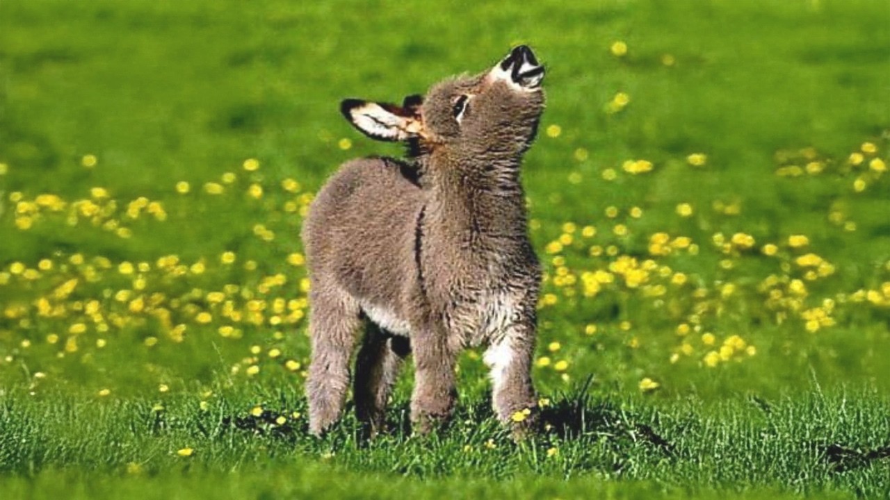 Animals Are The CUTEST in the World 🤣 Funny ANIMALS Video 2025