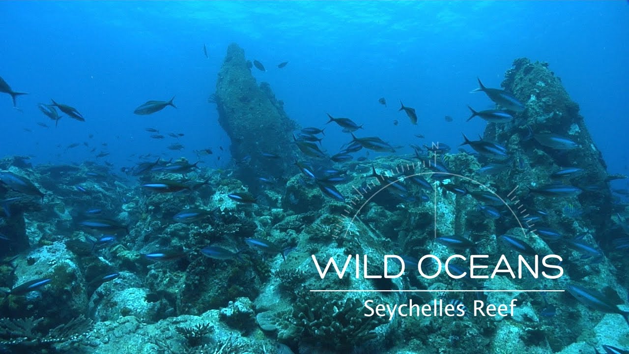 Seychelles Coral Kingdom