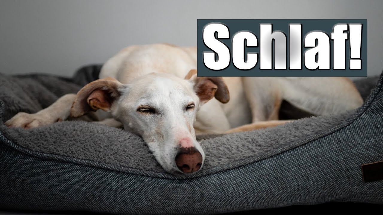 Nervöser Hund? NUR SO wird er ruhig und gelassen!