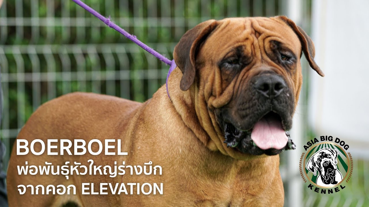 หมาใหญ่ BOERBOEL พ่อพันธ์ุหัวใหญ่ร่างบึก จากคอก Elevation / ASIA BIG DOG