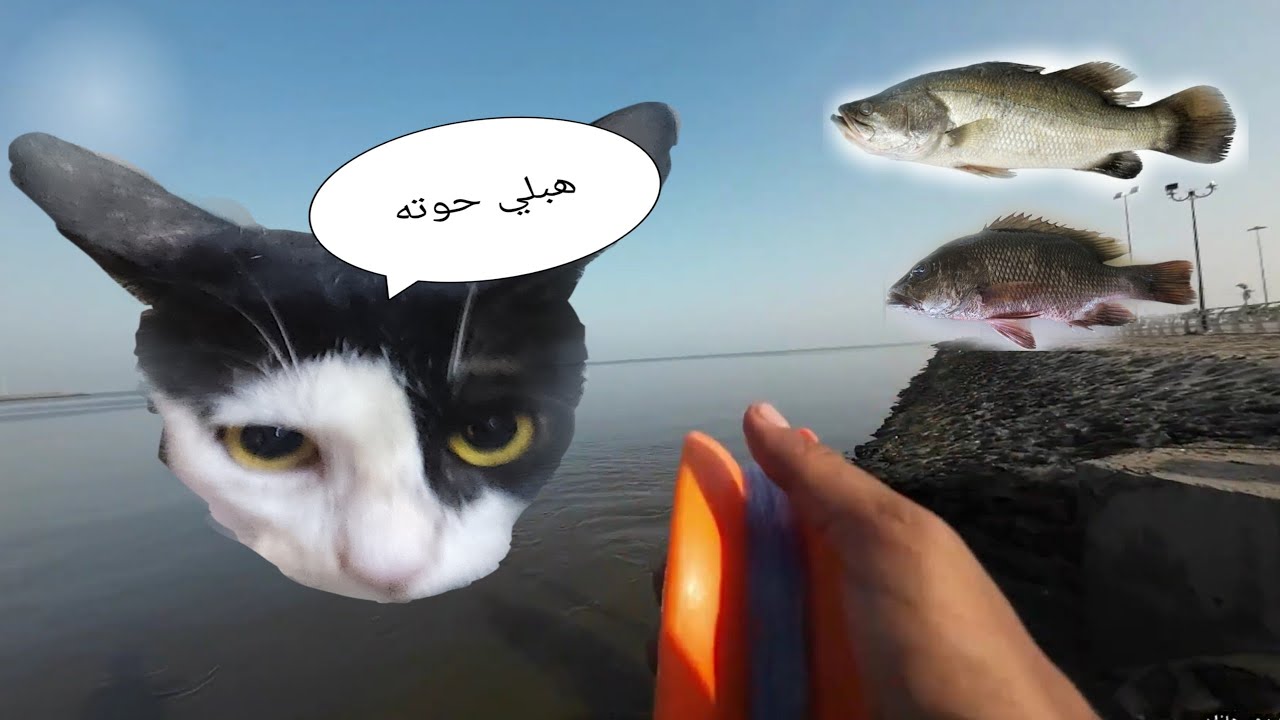 طريقة صيد سمكة القاروص بالجلب (Dicentrarchus labrax)