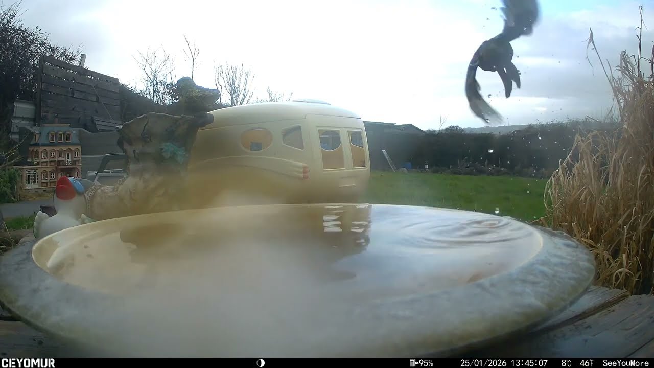 Sparrows bathe in their back garden pool come rain or come shine Singles Pairs Threesomes. RC scale