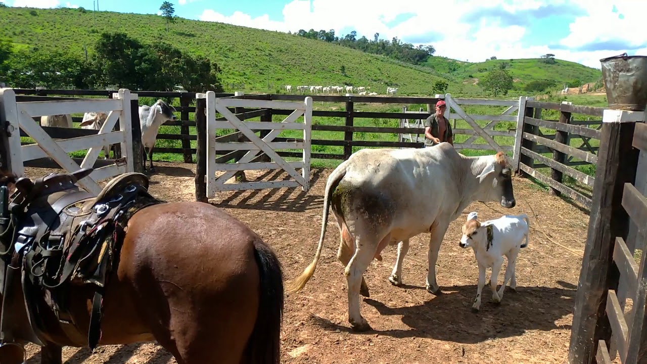 Esgotando a vaca brava de primeira cria.  Vila rica aos poucos vai amansando.