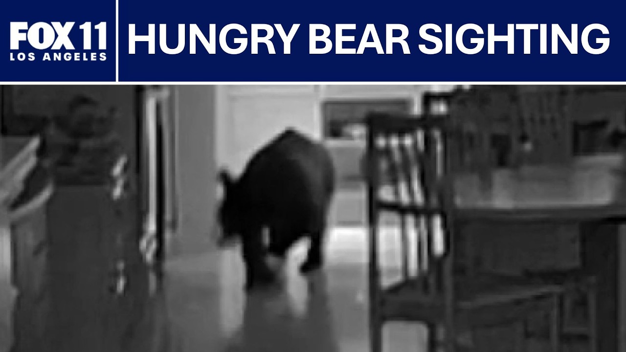 Bear breaks into Claremont home | FOX 11 LA