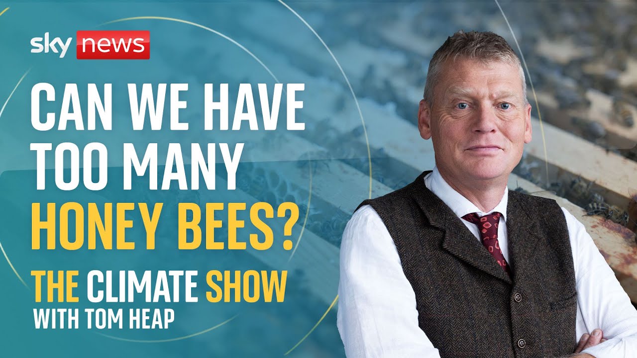 Why honey bees don&rsquo;t need saving | The Climate Show with Tom Heap
