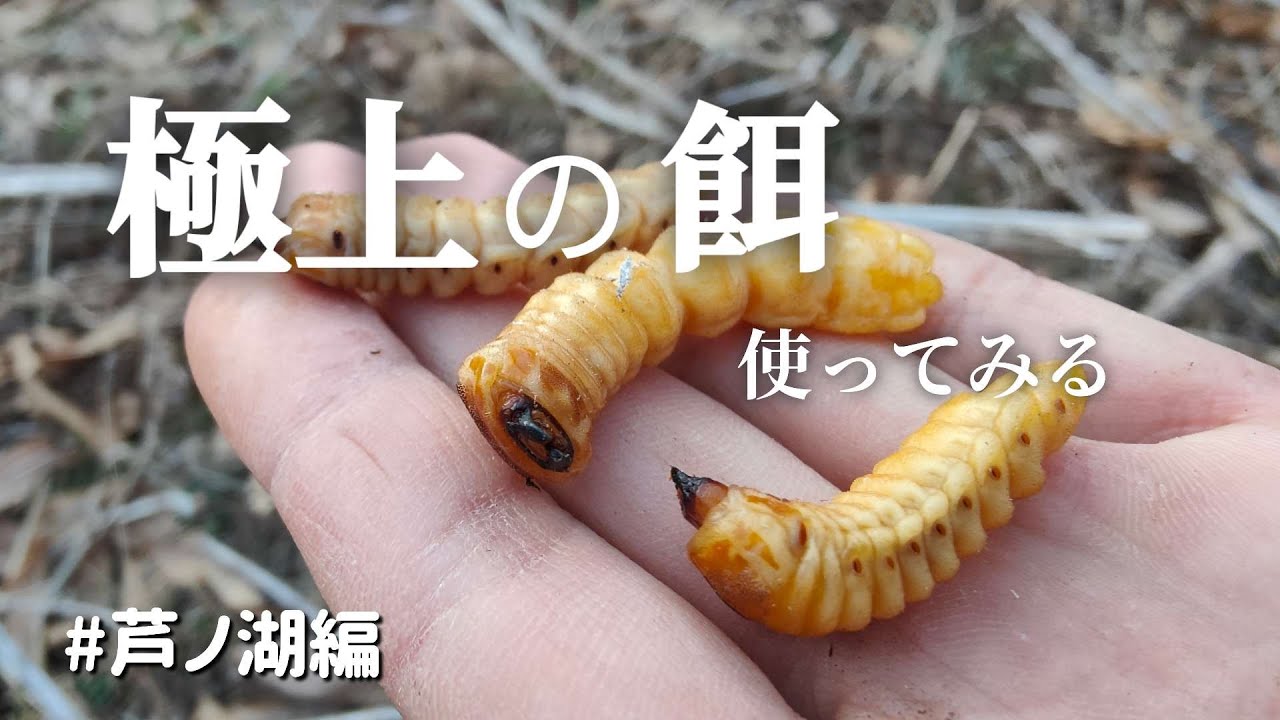 【ワカサギ釣り】【マス釣り】極上エサは釣れるのか？【芦ノ湖】