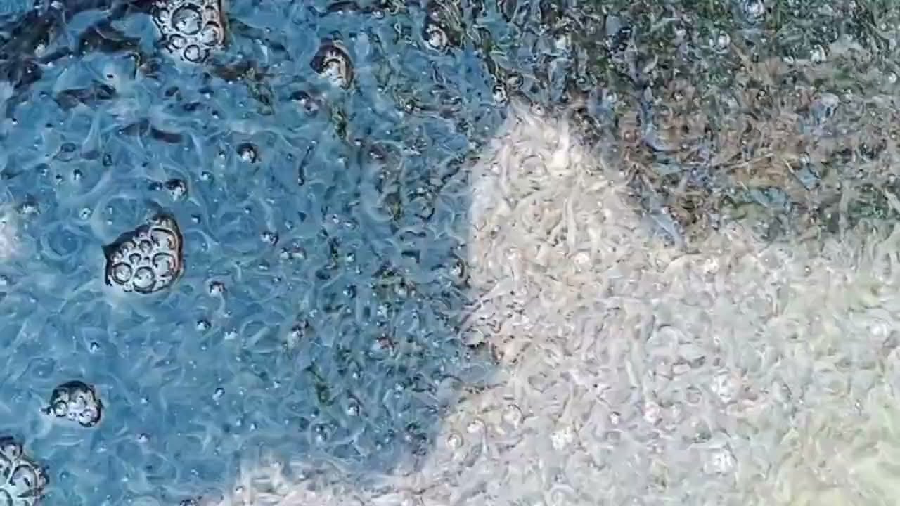 merawat larva lele dari netas sampai panen terutama menjaga kwalitas air kolam