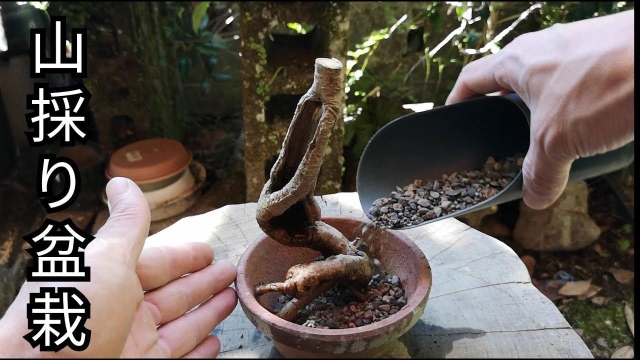 Bonsai diary/盆栽日記　＃85「里山からミニ盆栽素材を山採り」素材ナツフジ