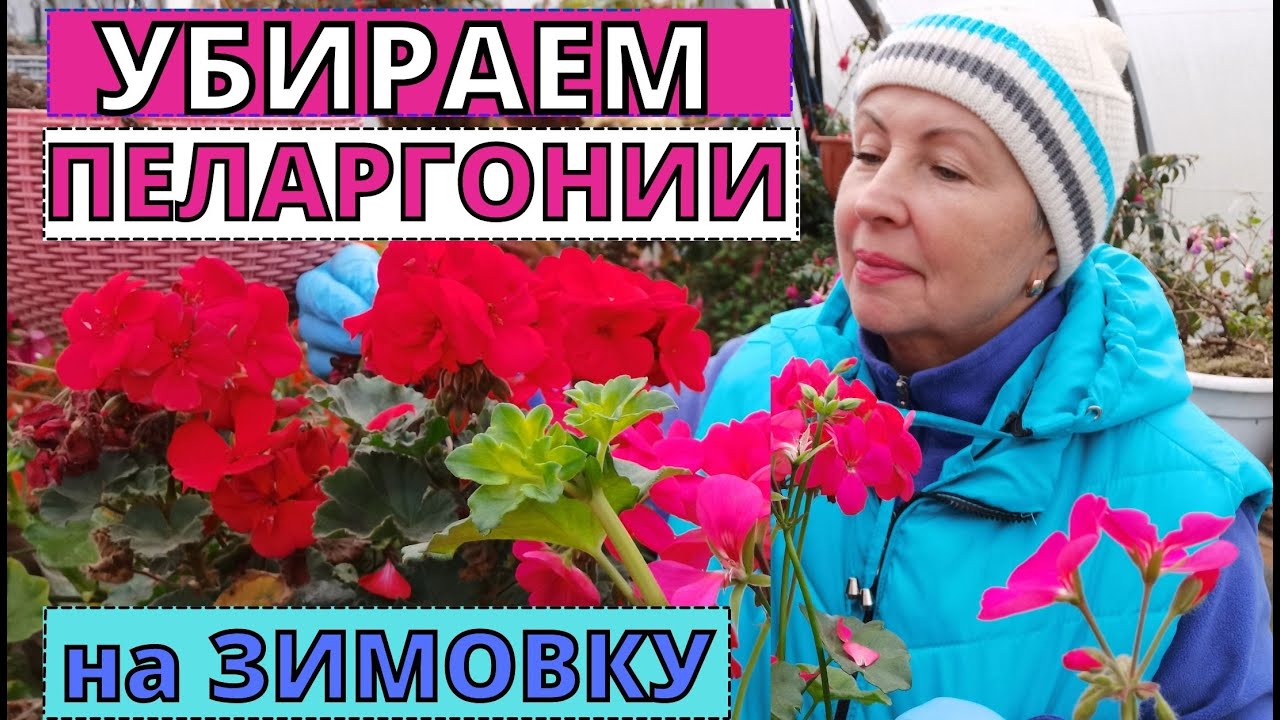 Как сохранить ПЕЛАРГОНИИ к следующему сезону. Обрезка и размножение