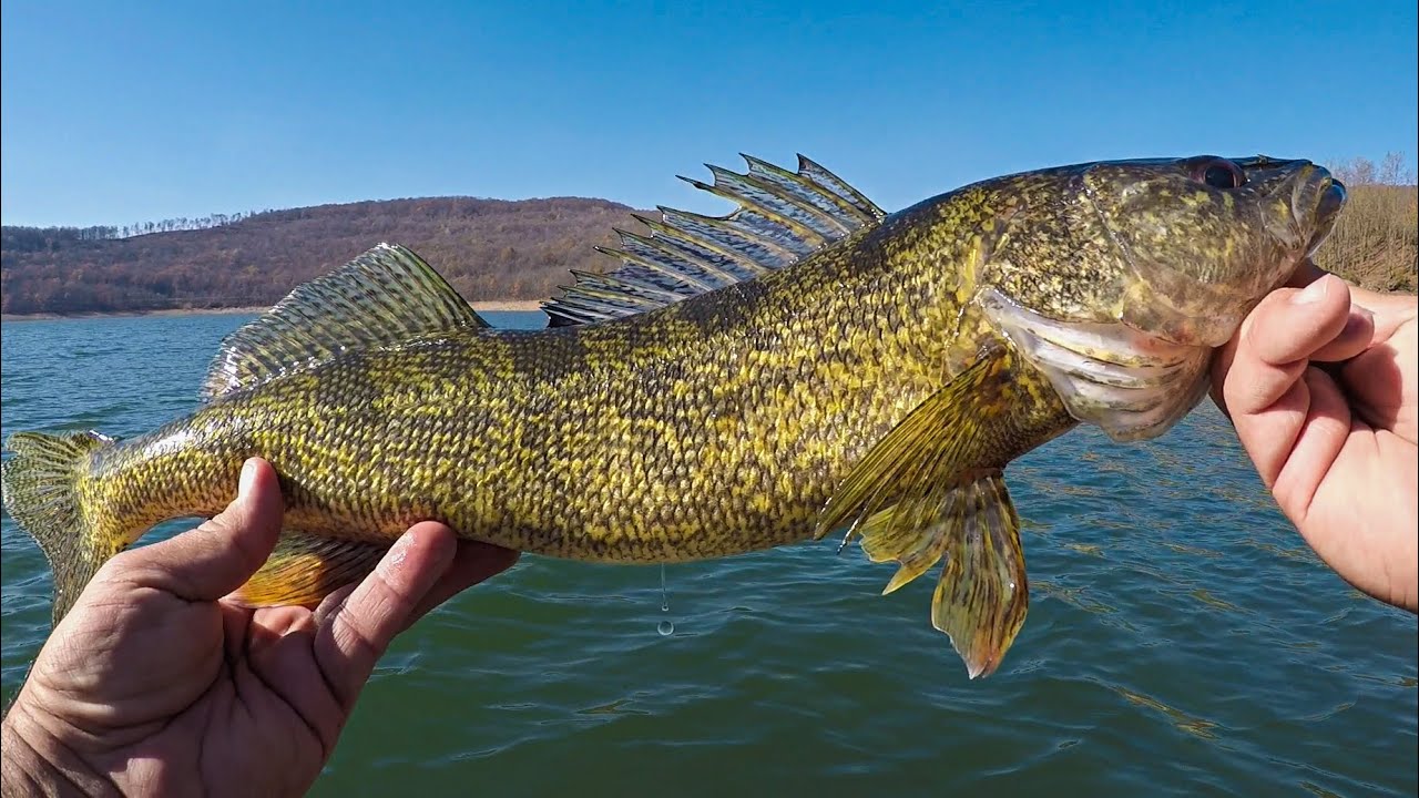 PB WALLEYE & INSANE FALL BASS FISHING (Day 1 of 3) Jerkbait & Alabama Rig
