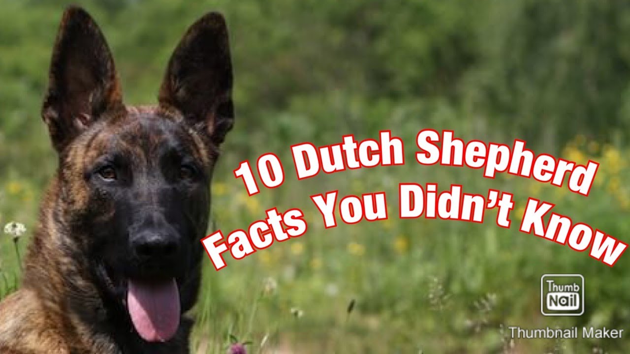 TOP 10 Dutch Shepherd Facts You Didn't Know!