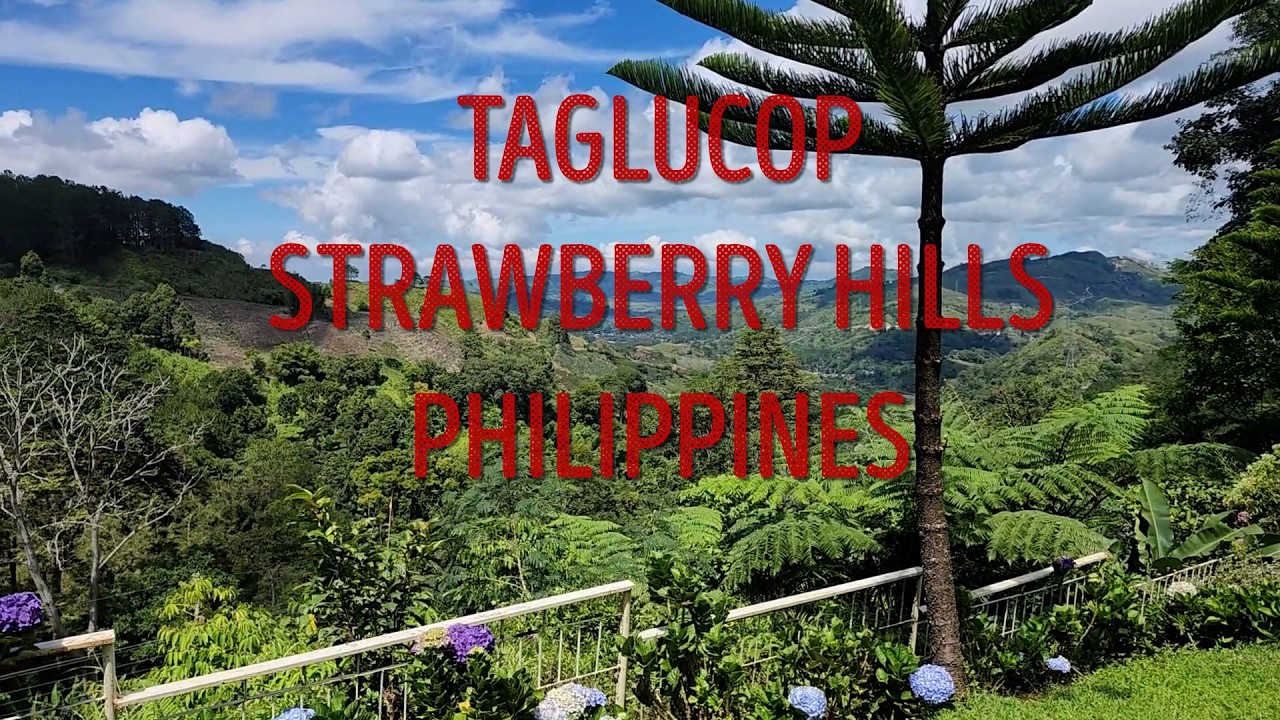 TAGLUCOP STRAWBERRY HILLS PHILIPPINES