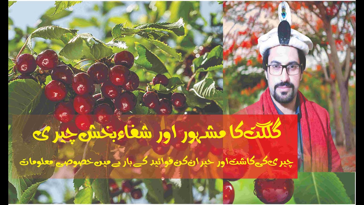 Cherries are useful in which diseases? | Waheed Khan Tajak  | European Fruit | HunzaVelley |