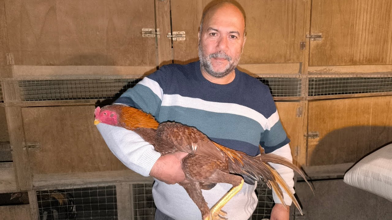 Bugün Fatsa'da Tanınan Horozculardan Oğuz Şahin Abi'yi Ziyaret Ettik.Güzel Yavruları Var Maşallah.