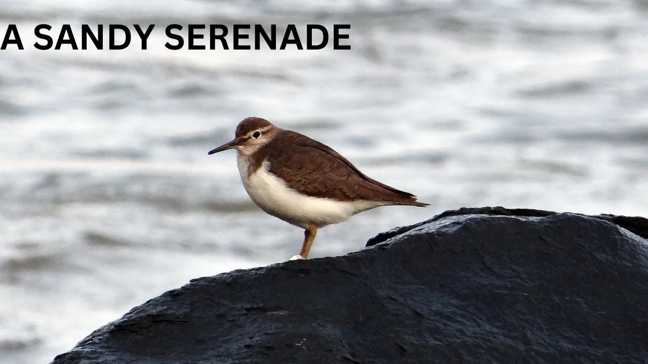 The Common Sandpiper  A Sandy Serenade