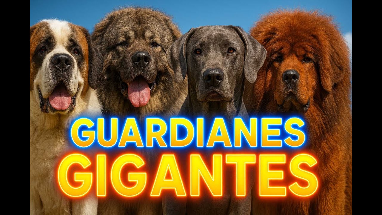 Los 10 perros guardianes más grandes que existen