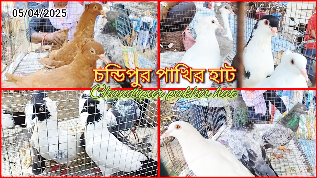 পূর্ব মেদিনীপুর জনপ্রিয় পাখির হাট চন্ডিপুর পাখির হাট🥰 chandipur pigeon 🥰market pakhir hot 🥵 fancy