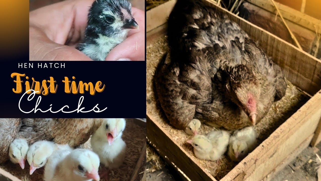 First time Hen hatch egg to chicks | day old chicks | healthy  and active chicks  