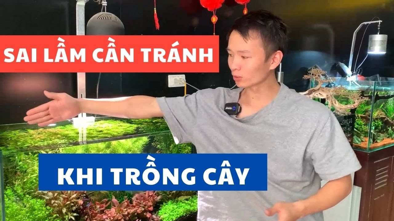 5 sai lầm nghiêm trọng khi trồng cây thủy sinh | Nguyễn Du aqua
