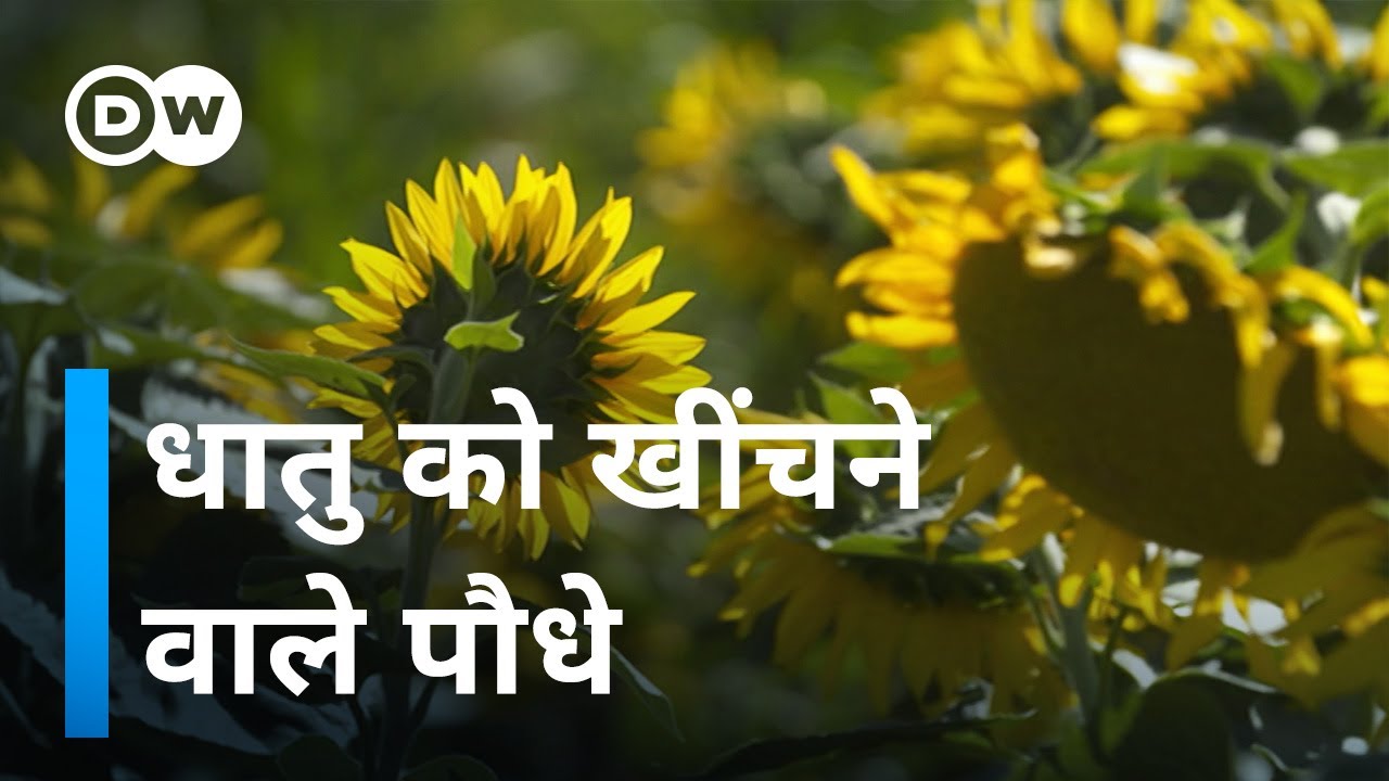 खनन में पौधों की मदद [Phytomining - Mining with Plants]