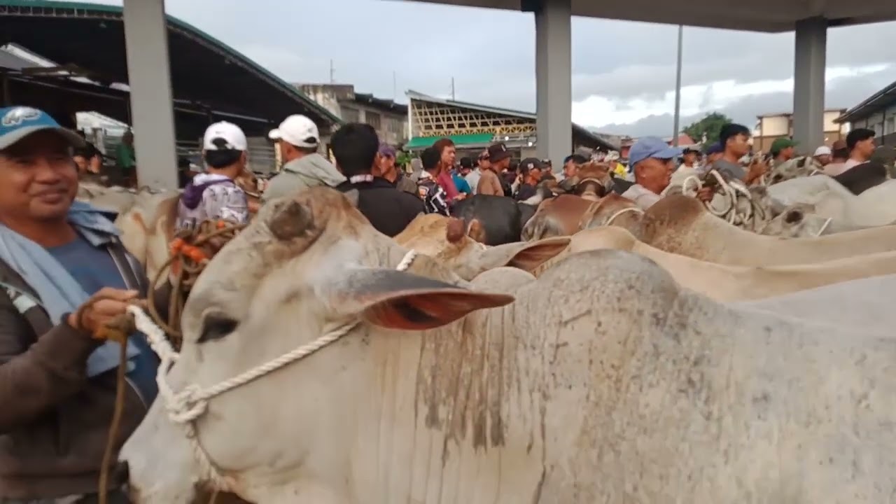 Mga baka alagain.(Dec. 12, 2025) #viralvideo #livestock #cattle #cow #bulls 