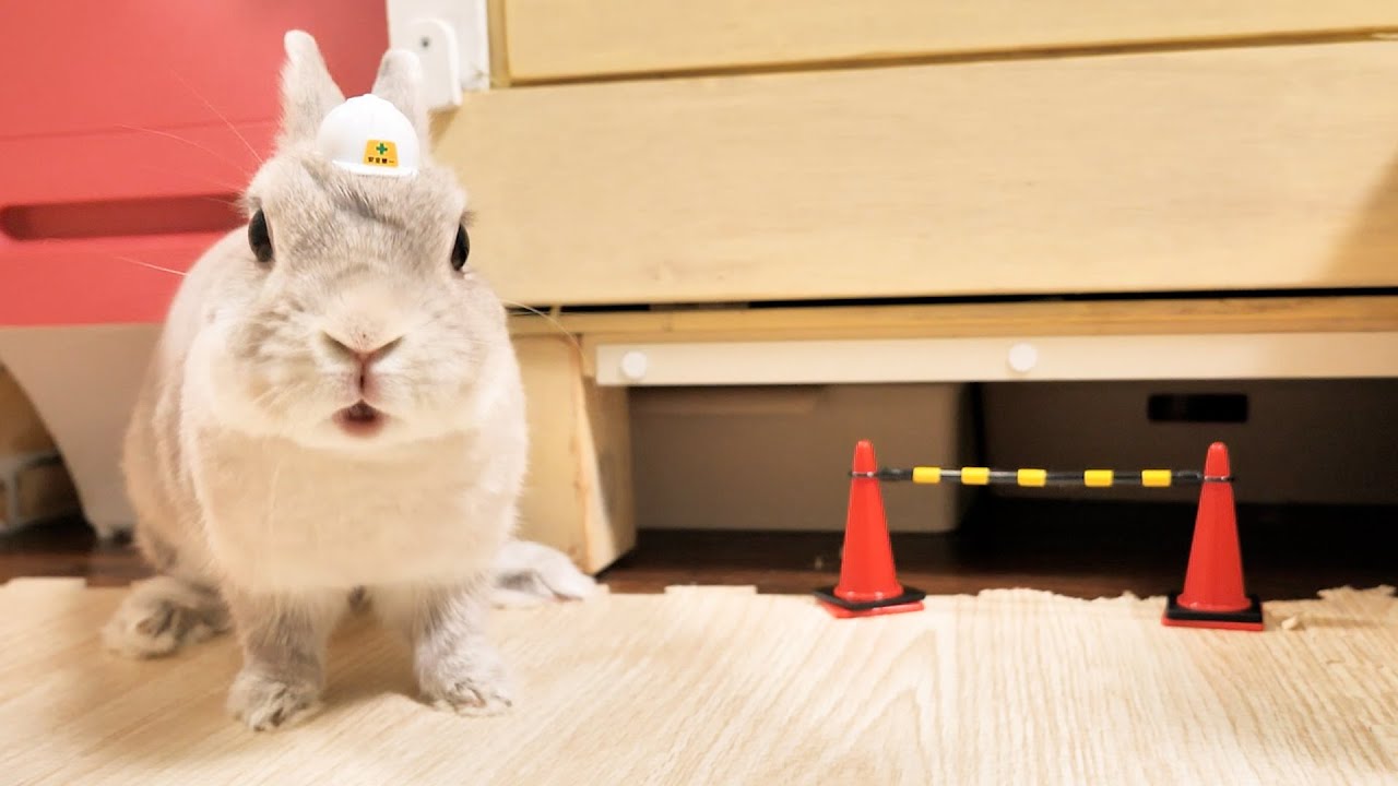 うさぎさんに思い切って家の改修工事を任せてみた結果
