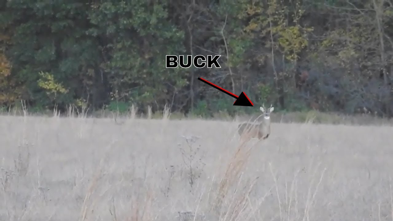 MY LAST YOUTH SEASON DEER HUNTING 2021