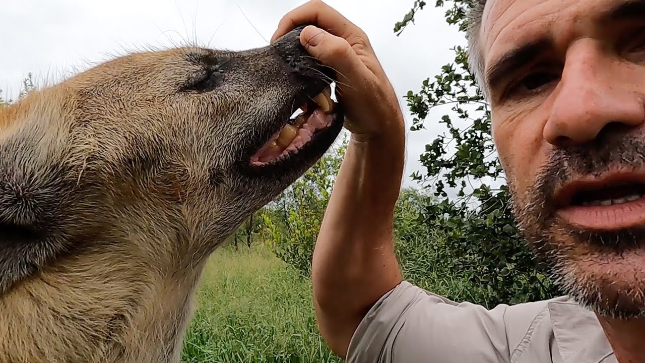Hyenas Scents and Sense Abilities - Hearing | The Lion Whisperer