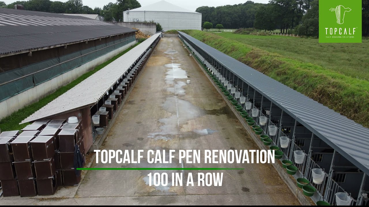 Renovation of 100 calf pens according to the principles of Topcalf Calf Housing