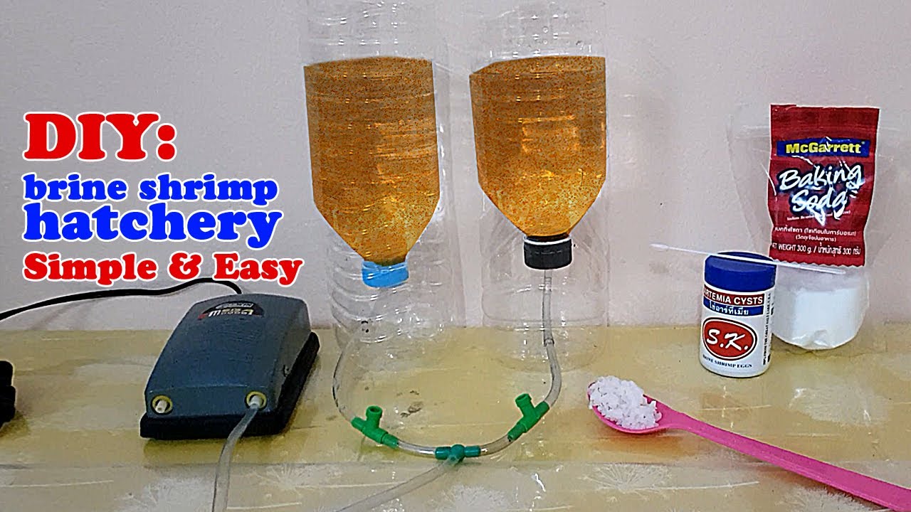 HOW TO: DIY brine shrimp hatchery | Simple & Easy, yet Very Efficient! (Artemia Cysts)