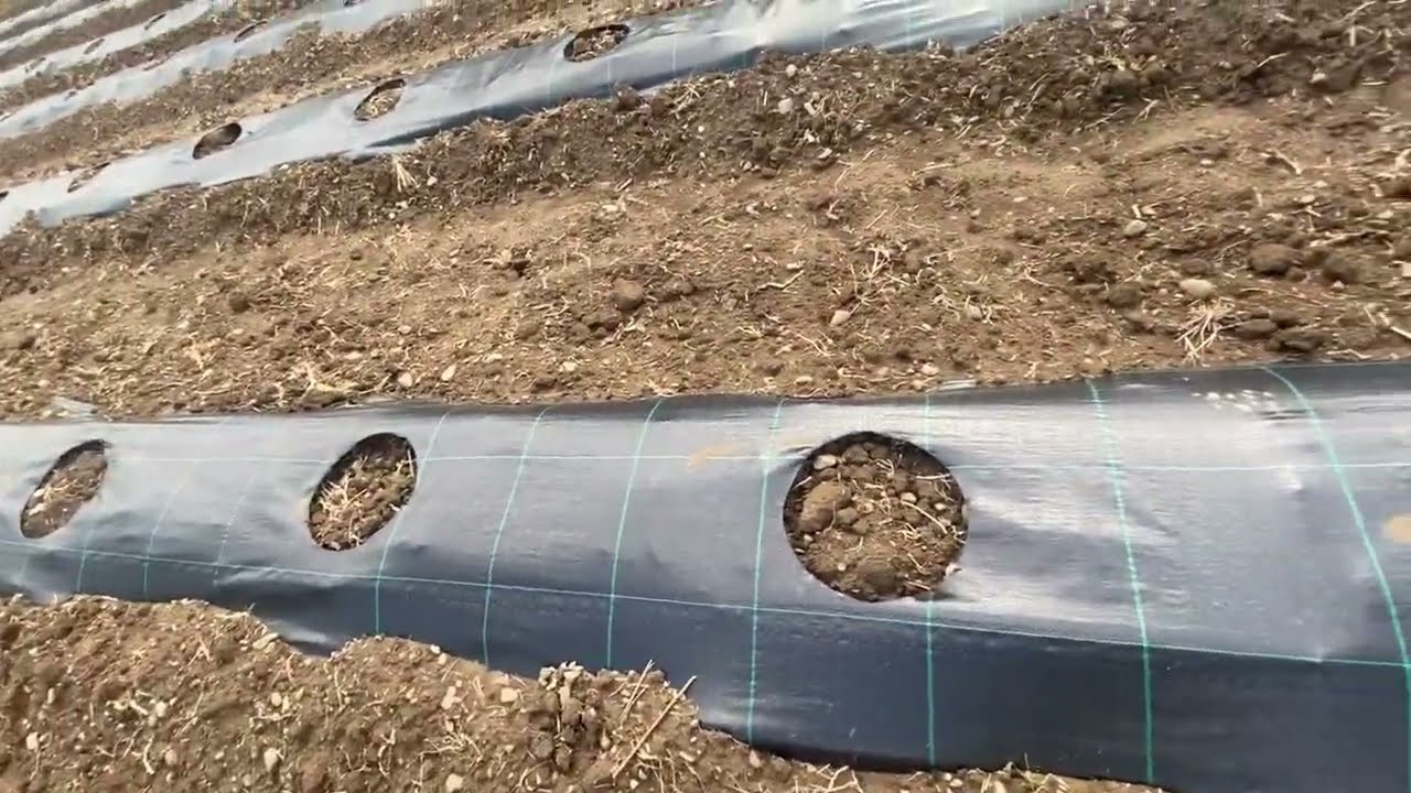 ARONYA BAHÇEMİZDE UYGULAMALI SIRT ÜZERİ MALÇ ÖRTÜSÜNDE FİDAN DELİK YERİ AÇMA