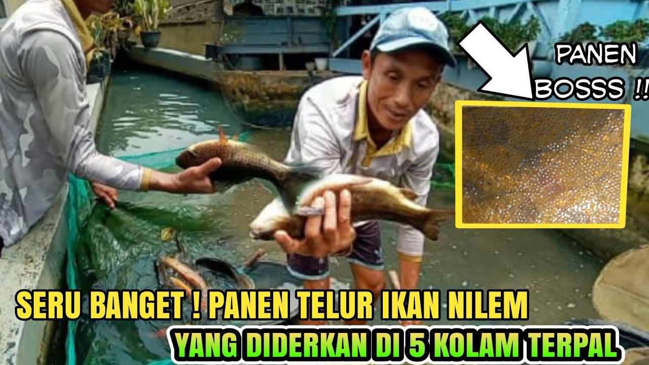 Panen telur ikan nilem super jumbo di kolam pemijahan #ikannilem